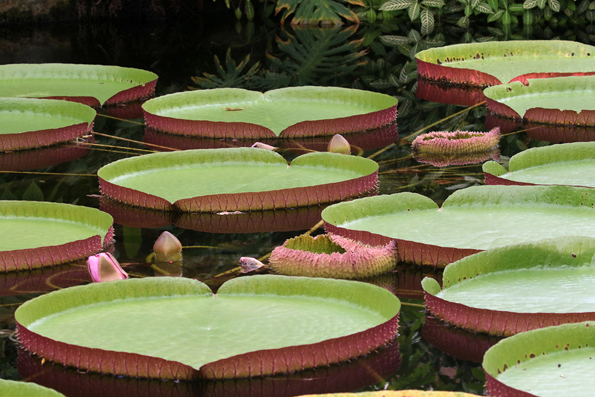 Victoria regia - Blijdorp